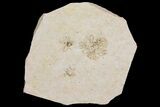 Floating Crinoid (Saccocoma) Fossils - Solnhofen Limestone #162489-1